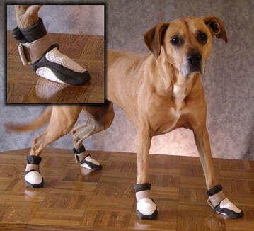 Dog standing on hardwood floor wearing Tacky Paws from Oasis Originals dot net.